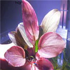 29usd Ngryise 500Pcs A Set  Lagenandra meeboldii seed