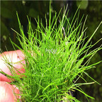 19usd Ngryise 5000pcs A Set water Lump grass  seed