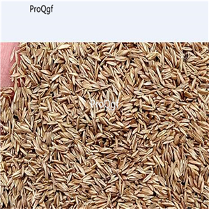 19usd Ngryise 5000pcs A Set water Lump grass  seed