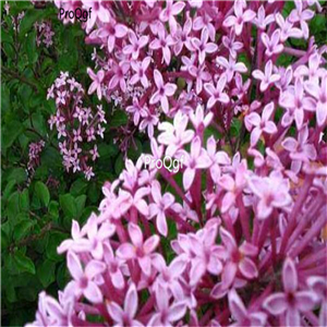 19usd Ngryise 3000Pcs A Set Syringa villos seed