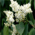 19usd Ngryise 3000Pcs A Set Syringa reticulata seed