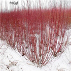 19usd Ngryise 2000Pcs A Set Swida alba seed