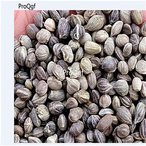 19usd Ngryise 2000Pcs A Set Swida alba seed