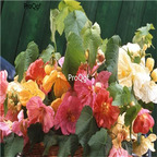 19usd Ngryise 2000Pcs A Set Abutilon Hybridum huaima seed