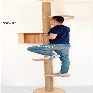 1999usd Ngryise 1 set wall hanging cat climbing tool customized