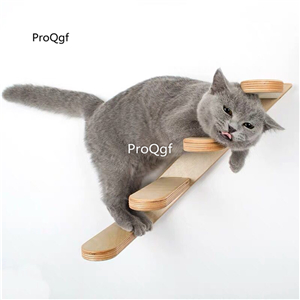 39usd Ngryise 1 set wall hanging cat climbing tool  right or left