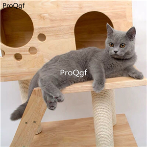 169usd Ngryise 1 set cat length 106cm home with climbing tool