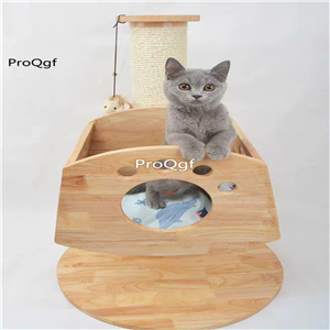 99usd Ngryise 1 set cat 86*56cm home with climbing tool