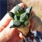 59usd  Ngryise 1Pcs small Ariocarpus fissuratus