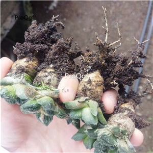 59usd  Ngryise 1Pcs small Ariocarpus fissuratus