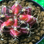 39usd Ngryise 1Pcs Gymnocalycium mihanovichii random shape