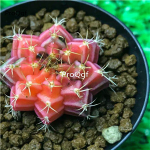39usd Ngryise 1Pcs Gymnocalycium mihanovichii random shape
