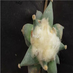39usd Ngryise 1 set Ariocarpus retusus plant