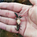 29usd Ngryise 5Pcs A set Ariocarpus retusus plant