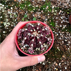 29usd Ngryise 2Pcs A Set Ariocarpus kotschoubeyanus plant