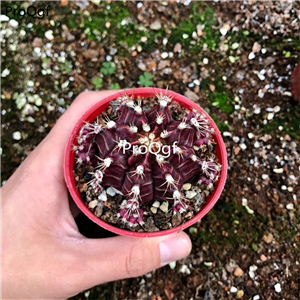 29usd Ngryise 2Pcs A Set Ariocarpus kotschoubeyanus plant