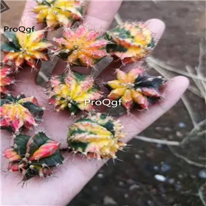 29usd Ngryise 3Pcs A Set random shape Gymnocalycium plant