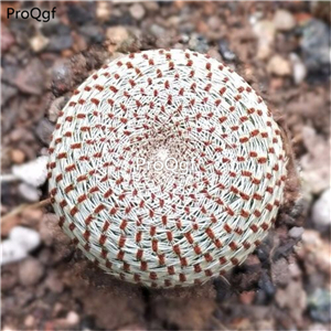29usd Ngryise 3Pcs A Set Rebutia heliosa plant