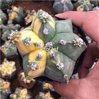 69usd Ngryise 1 Set Astrophytum myriostigma rare random color