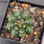 29usd Ngryise 3Pcs A Set Gymnocalycium mihanovichii plant