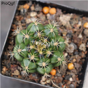 29usd Ngryise 3Pcs A Set Gymnocalycium mihanovichii plant