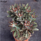 29usd Ngryise 1 Set  Kalanchoe tomentosa Chocolate Soldier plant