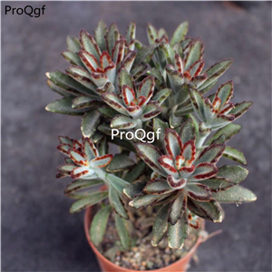 29usd Ngryise 1 Set  Kalanchoe tomentosa Chocolate Soldier plant