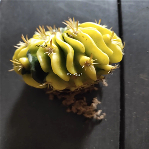 19usd Ngryise 2 Set Stenocactus multicostatus plant