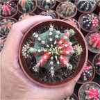 29usd Ngryise 1 Set Gymnocalycium mihanovichii wucai plant