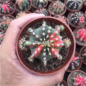 29usd Ngryise 1 Set Gymnocalycium mihanovichii wucai plant