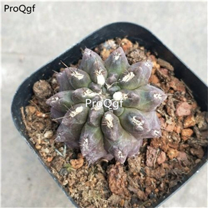 29usd Ngryise 1 Set Copiapoa hypogaea plant