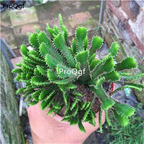 39usd Ngryise 1 Set Euphorbia stellata plant