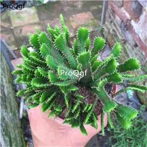 39usd Ngryise 1 Set Euphorbia stellata plant
