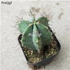 29usd Ngryise 1 Set Stenocereus pruinosus plant