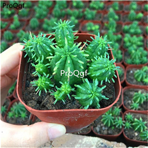 29usd Ngryise 1 Set Euphorbia enopla Boiss plant