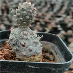 29USD Ngryise 2Pcs A Set Tephrocactus articulatus PLANT