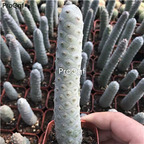 29usd Ngryise 1 Set songli Opuntia plant