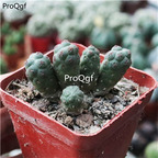 29usd Ngryise 1Pcs A Set Puna bonnieae plant