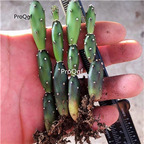 29usd Ngryise 2pcs a set turen Opuntia plant