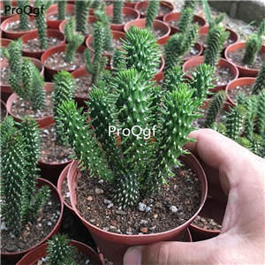29usd Ngryise 1 set Opuntia fulgida plant