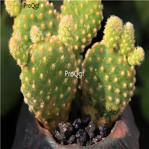 29usd Ngryise 1 set Opuntia taigu plant