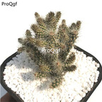 29usd Ngryise 1 set Opuntia songshu plant
