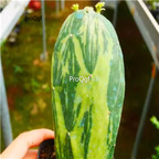39usd Ngryise 1 set Opuntia rare color plant