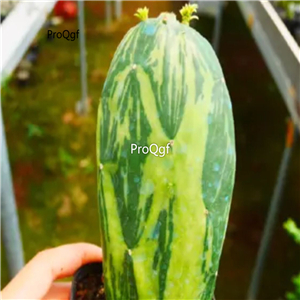 39usd Ngryise 1 set Opuntia rare color plant