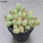 39usd Ngryise 1 set Opuntia jinling plant