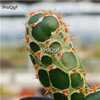 39usd Ngryise 1 set Opuntia pretty rare plant