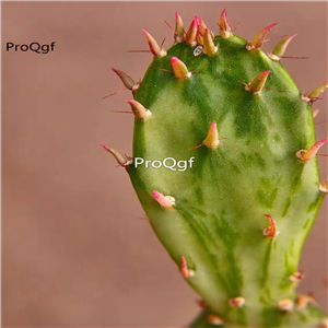 29usd Ngryise 1 set Opuntia dalishi hot plant