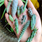 39usd Ngryise 3pcs a set Opuntia random plant
