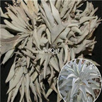 12usd Ngryise 9000Pcs A Set White Sage Salvia seed