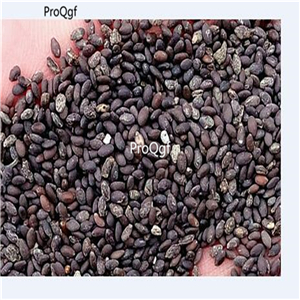 12usd Ngryise 9000Pcs A Set White Sage Salvia seed